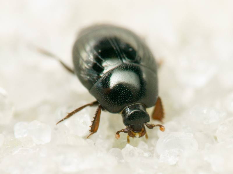 Histeridae Gyllenhal, 1808